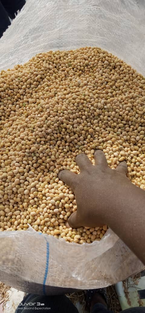 Harvested soybeans checked for size and colour.