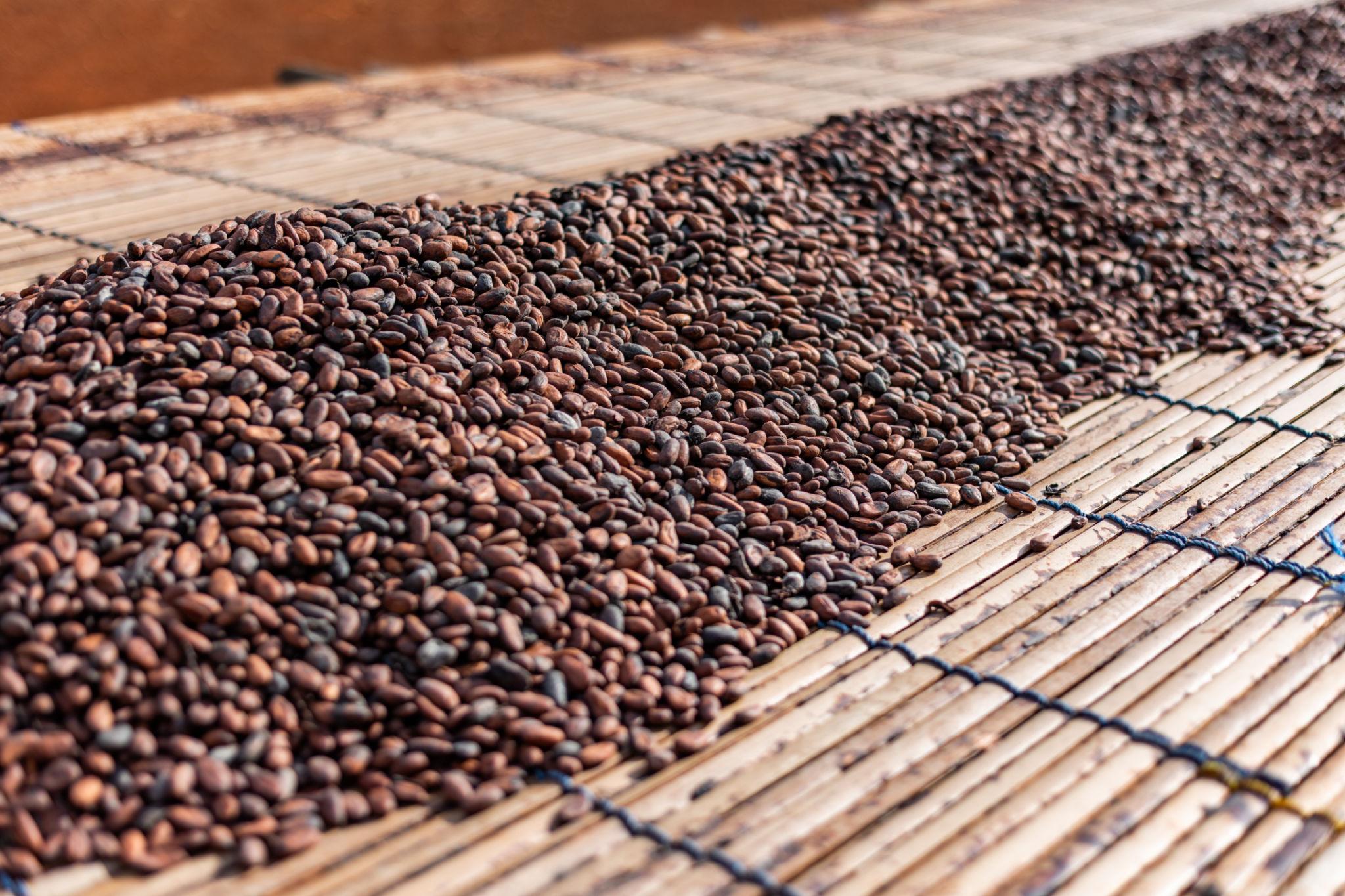 Cocoa beans spread out under the sun and turned consistently for even drying.