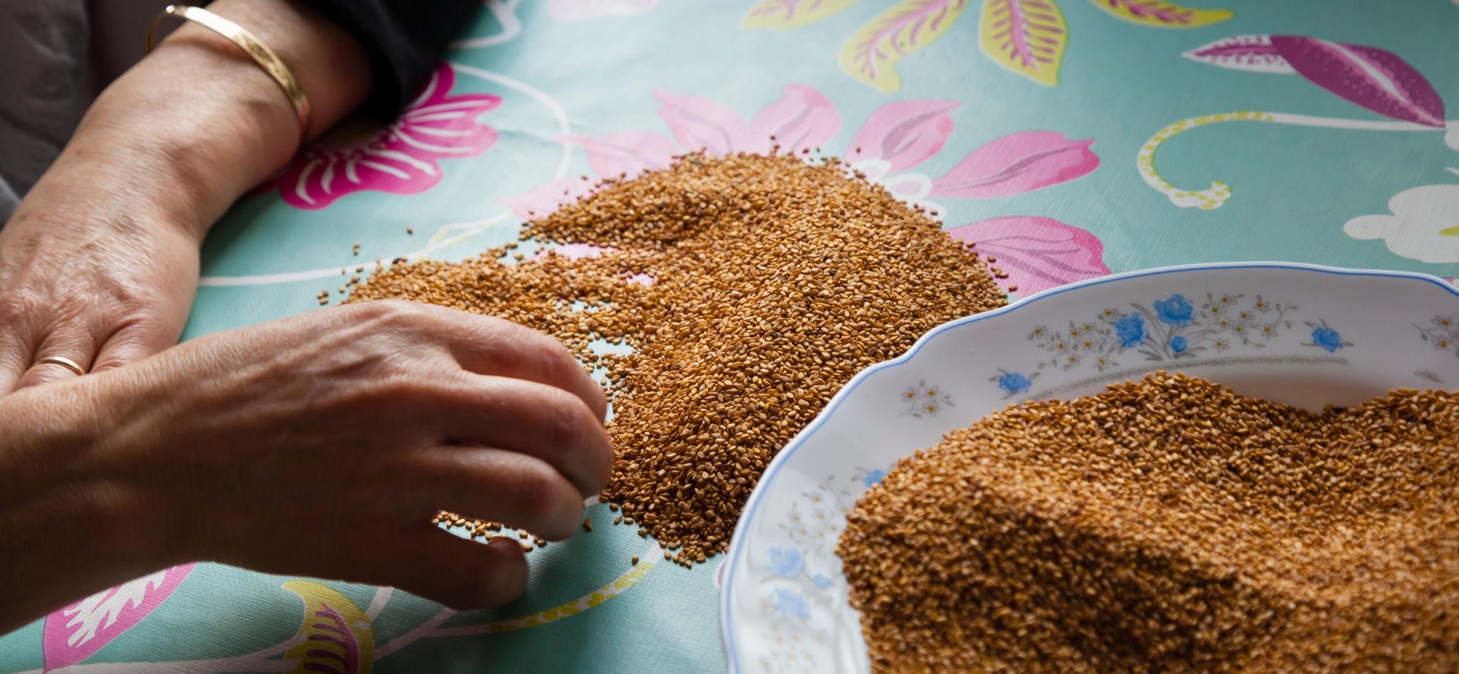 Hand inspection of cleaned sesame seed.