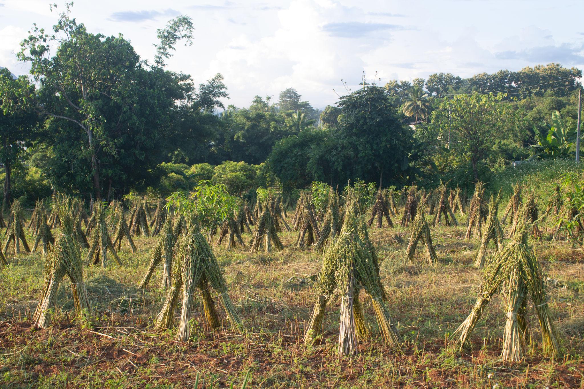 Sesame drying on tarpaulins after threshing.
