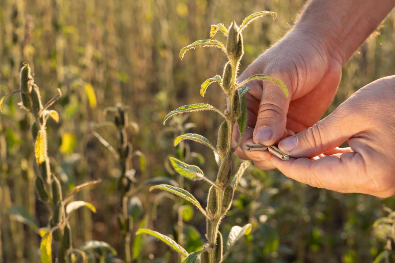 Checking sesame capsules for maturity before the harvest.