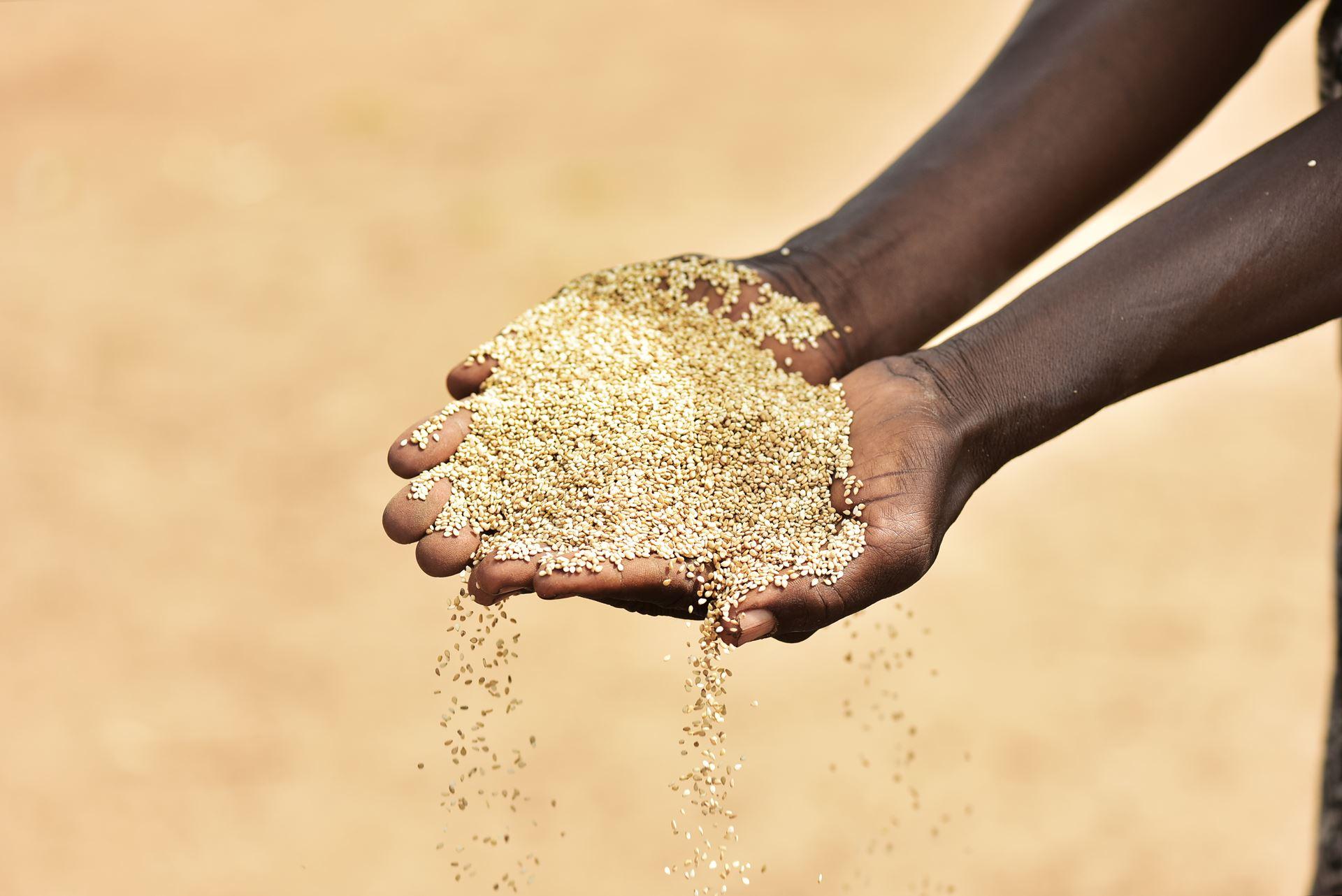 Sampling sesame seed for quality checks.